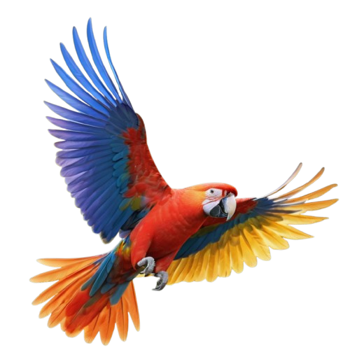 my parrots for sale