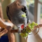 african grey parrots for sale near me