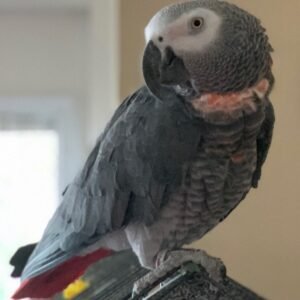 Congo African Grey Parrots for Sale Near Me