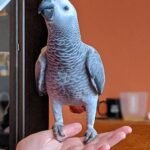 Cheap African Grey Parrot for Sale