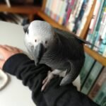 African grey parrots for sale
