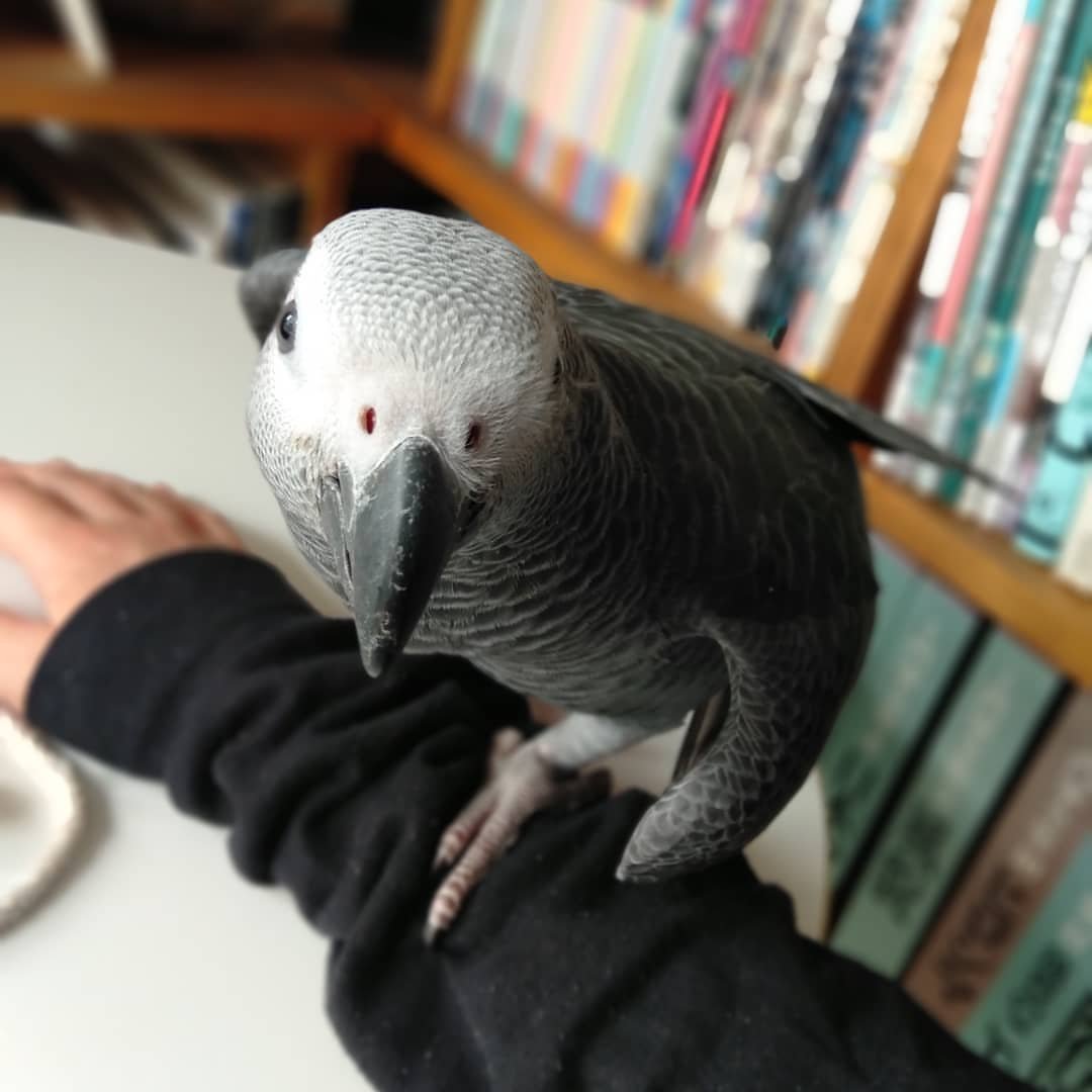 African grey parrots for sale