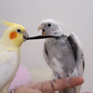 pied cockatiels for sale