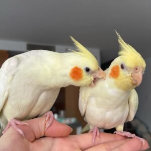 baby Cockatiels for Sale
