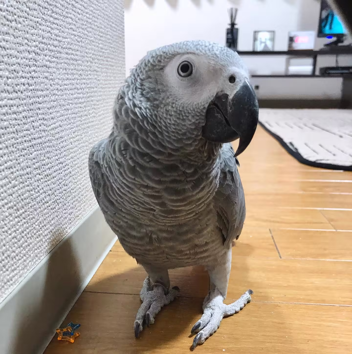 African grey for sale