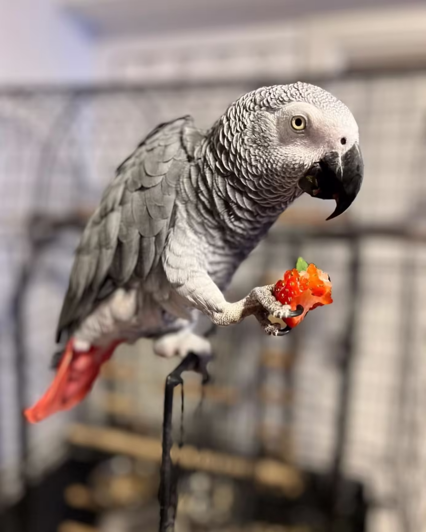 Congo African Grey Parrots for Sale