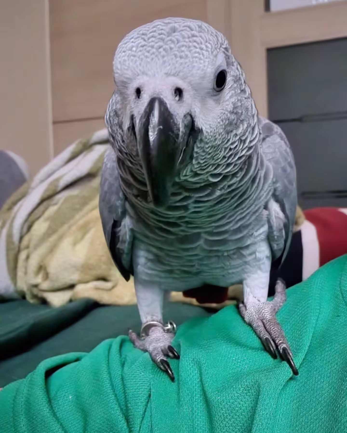 Timneh African Grey Parrots for Sale
