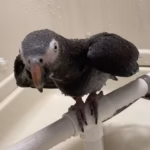Talking African Grey Parrots for Sale