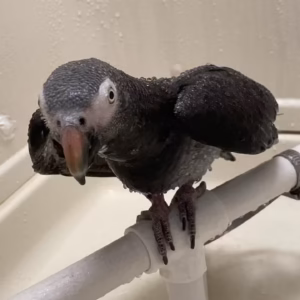 Talking African Grey Parrots for Sale