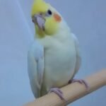 Cockatiel Parrots for Sale Near Me