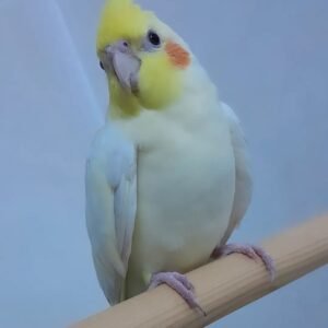 Cockatiel Parrots for Sale Near Me