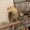 Evie, female cockatiel bird - Image 4