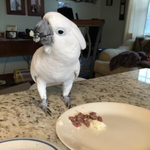 Umbrella Cockatoo parrots for sale