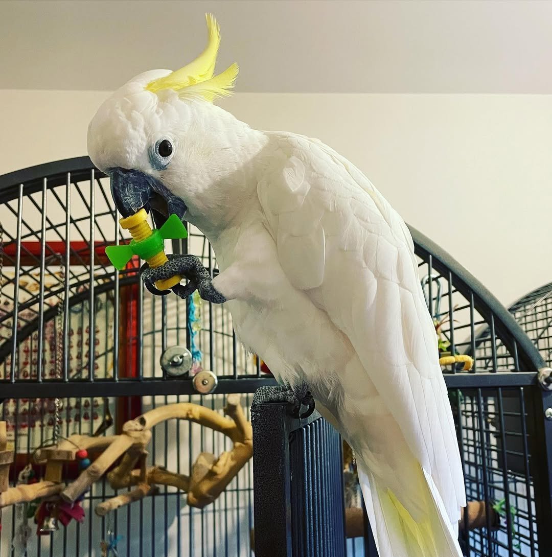 Palm Cockatoo parrots for sale