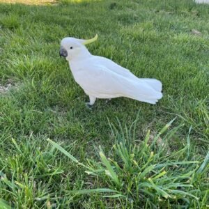 Western Corella Cockatoo Parrots For Sale