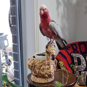 Cheap Cockatoo Parrots for Sale Near Me