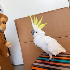 Galah cockatoo parrots for sale