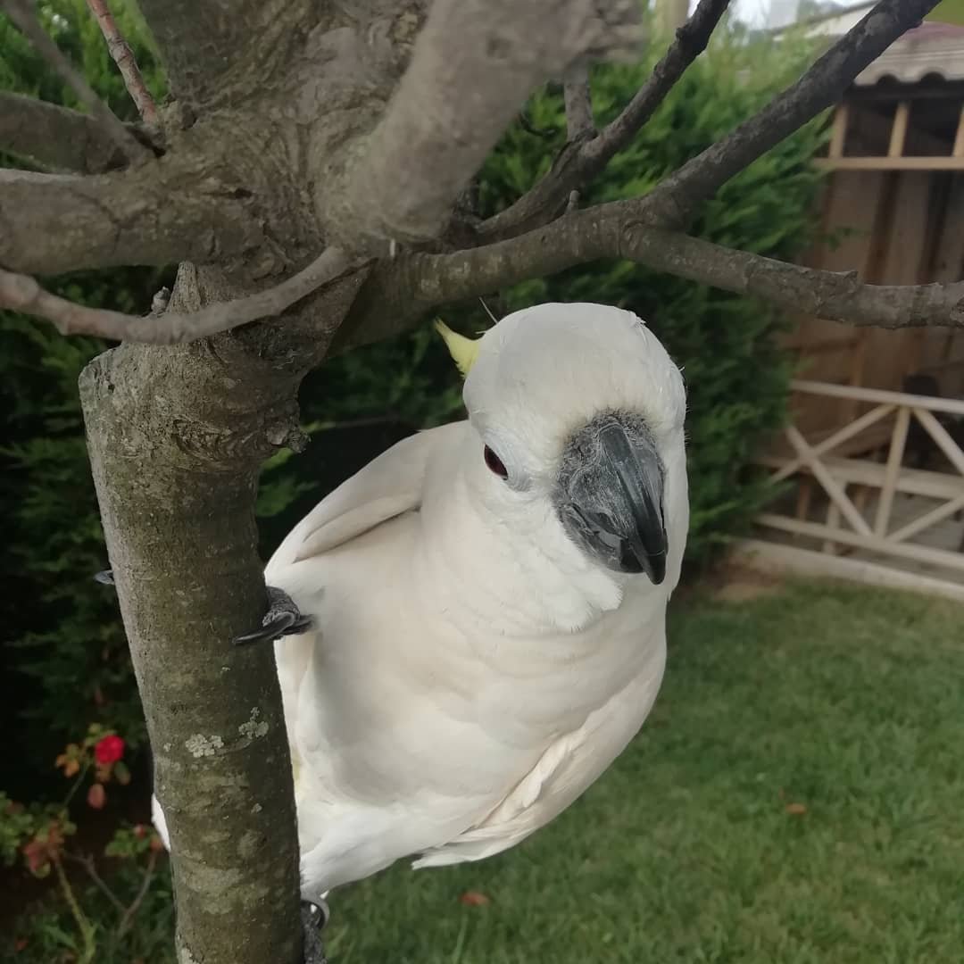 cockatoo parrots for sale