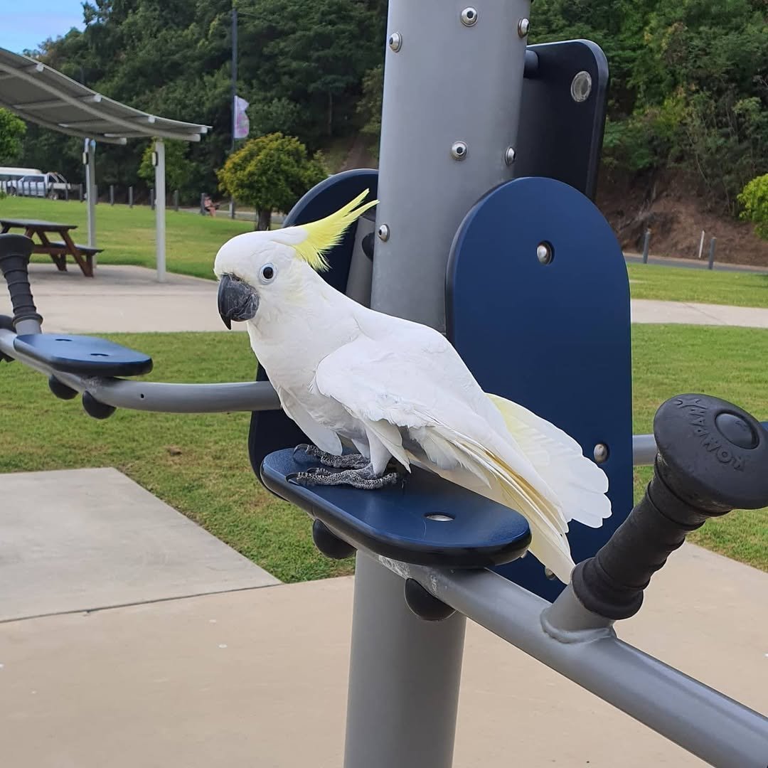 Moluccan Cockatoo parrots for sale