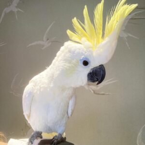 cockatoo parrots for adoption