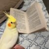 Cockatiels for Sale Near Me