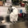 cockatoo parrots for sale usa