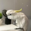 Galah cockatoo parrots for sale