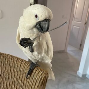 Philippine Cockatoo parrots for sale