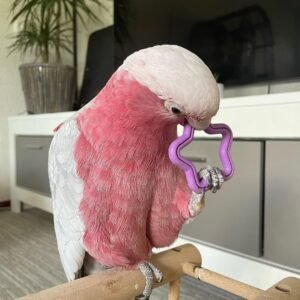 Galah cockatoo parrots for sale near me