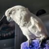 Palm Cockatoo parrots for sale near me
