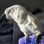 Palm Cockatoo parrots for sale near me