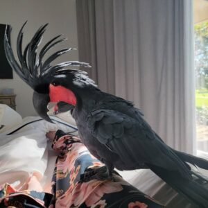 Cockatoo Birds for Sale Near Me