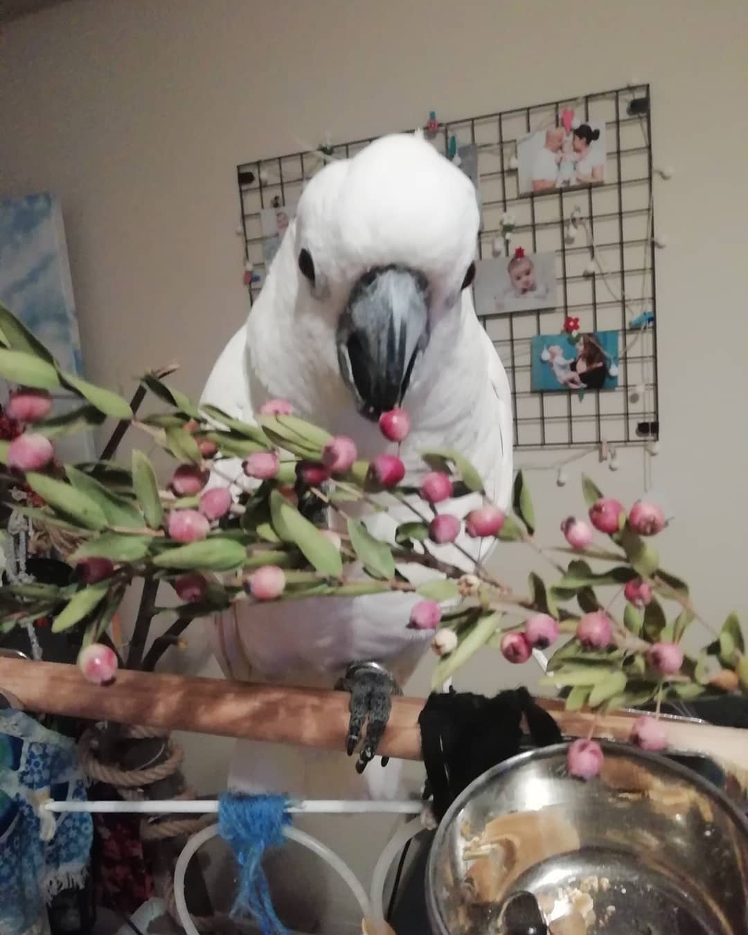 cockatoo parrots for sale