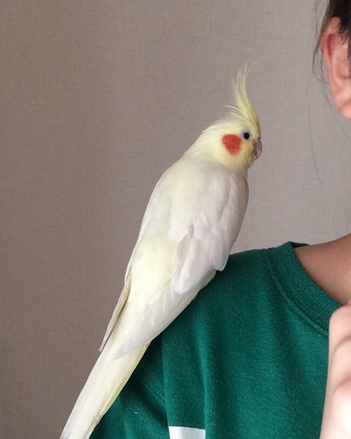 Okame, male cockatiel bird - Image 3
