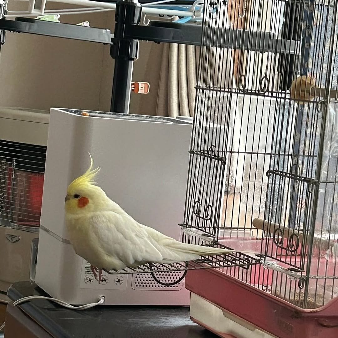 Okame, male cockatiel bird - Image 4