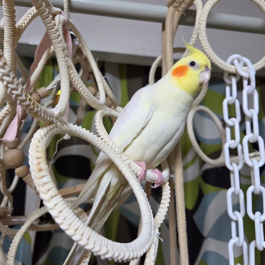Chiho, male cockatiel bird - Image 4