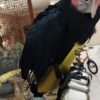 male cockatoo parrots for sale