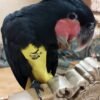 male cockatoo parrots for sale