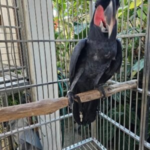 male cockatoo parrots for sale