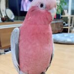 Find Local Galah Cockatoo for Sale