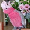 Glossy Black Cockatoo Parrots for Sale