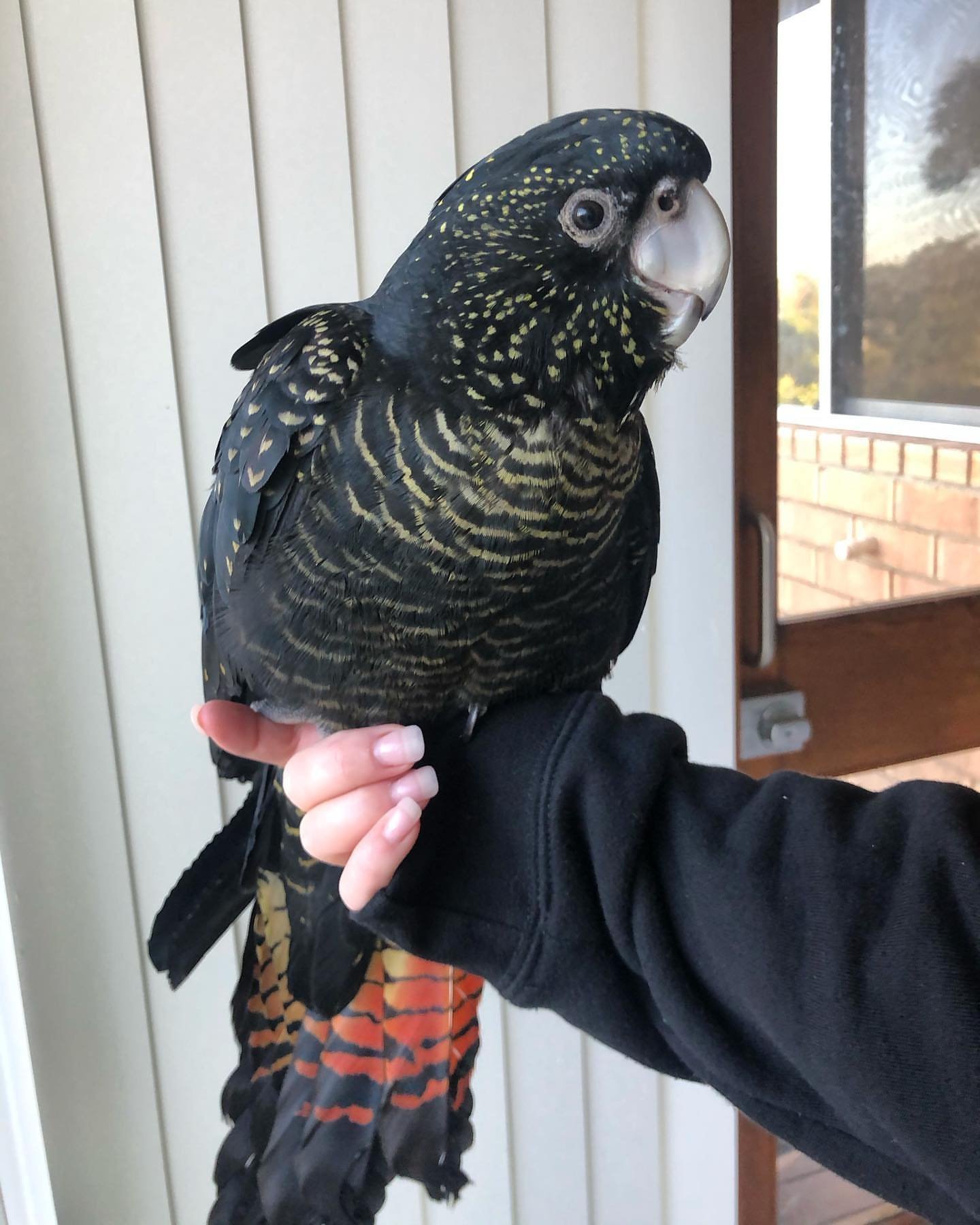 Major Mitchells Cockatoo Parrots for Sale