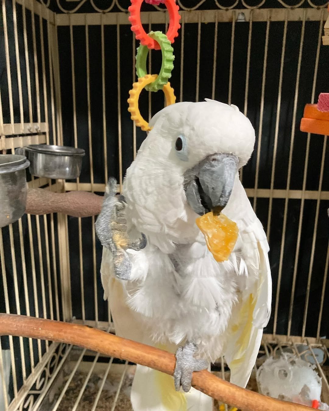 cockatoo for sale ireland
