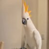 white cockatoo for sale near me