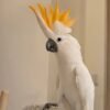 white cockatoo for sale near me
