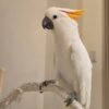 white cockatoo for sale near me