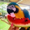 MACAW PARROTS