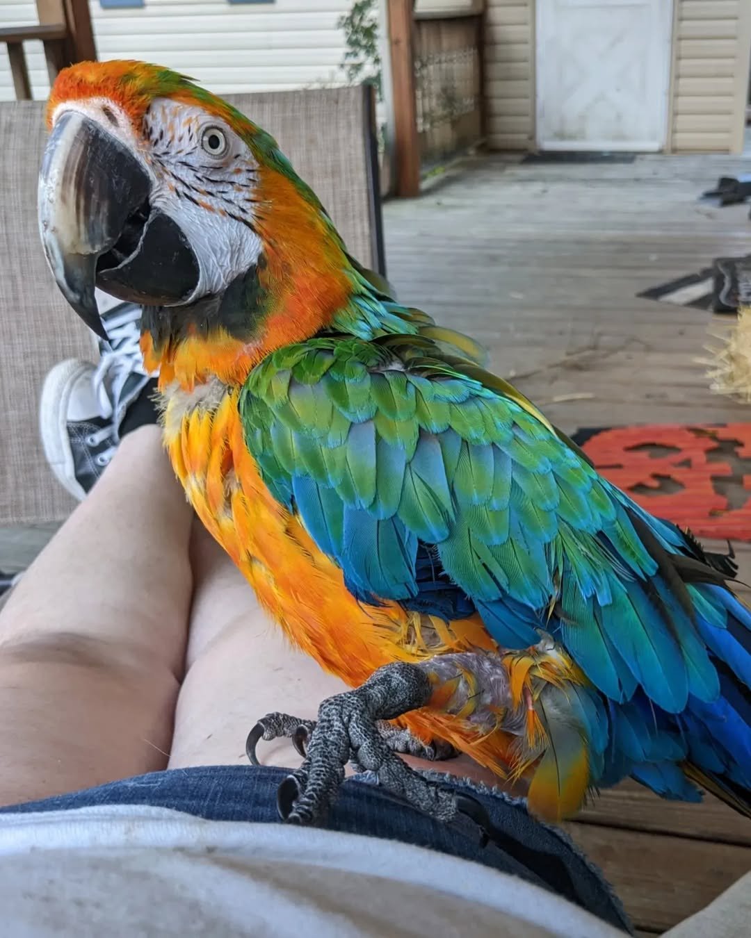 Baby Macaw Parrots For Sale
