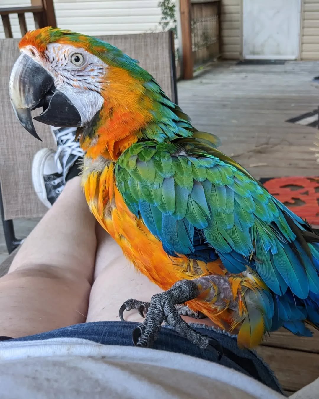 Baby Macaw Parrots For Sale