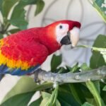 Hyacinth Macaw Parrots For Sale